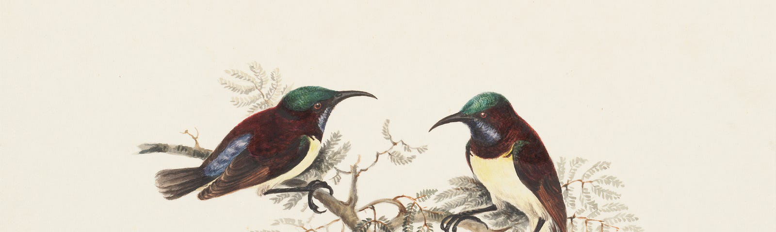 Illustration of two small birds resting on branches