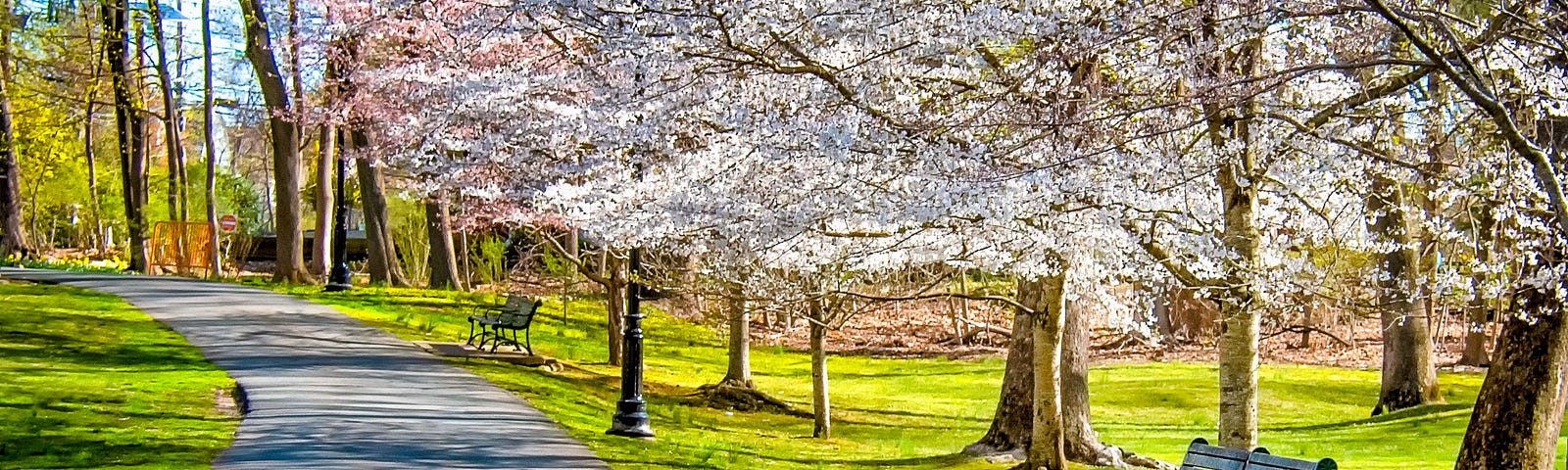 Image of a footpath, grass on both sides, a bench on the grass to the right and trees with blossoms on the right.