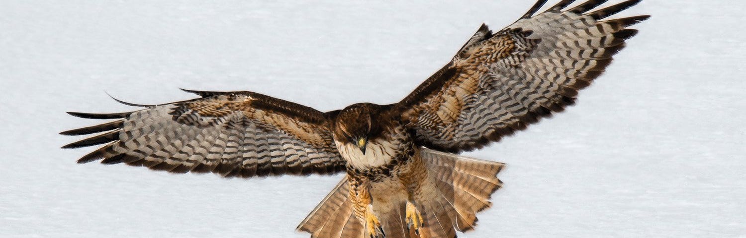 A red-tailed hawk hunts a snow-covered field in Idaho.