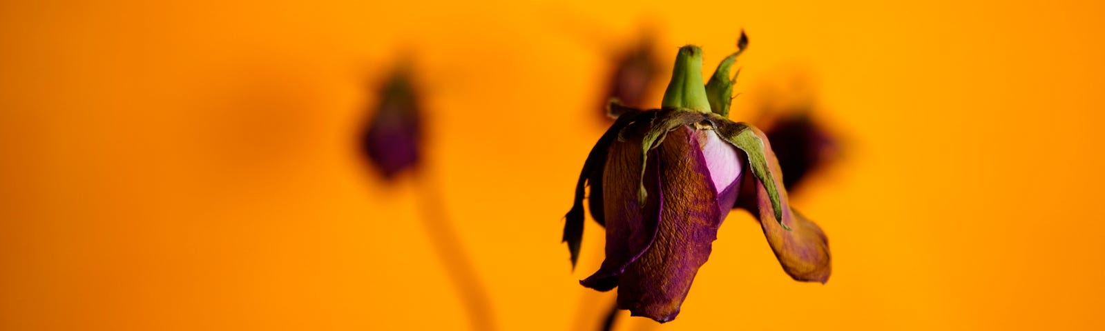 dried rose