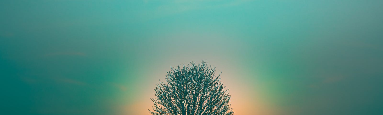 A tree in a calming light