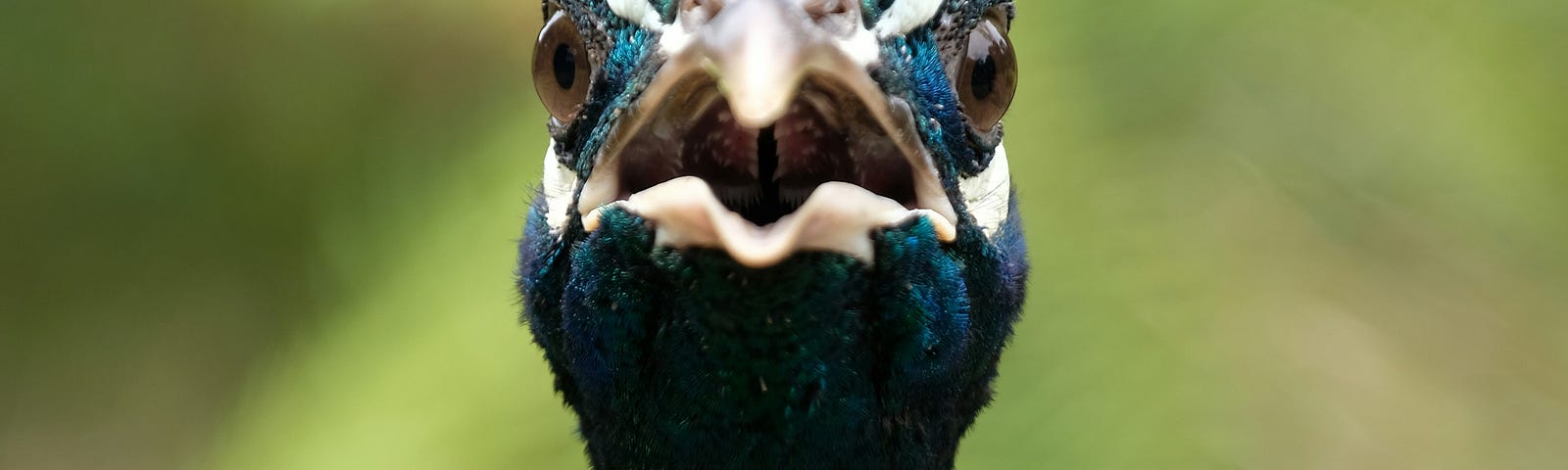 Head of a peacock in attack mode.