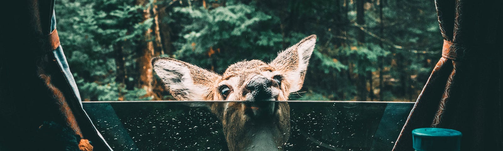 A deer peering over the open window of a camper, looking at a carrot.
