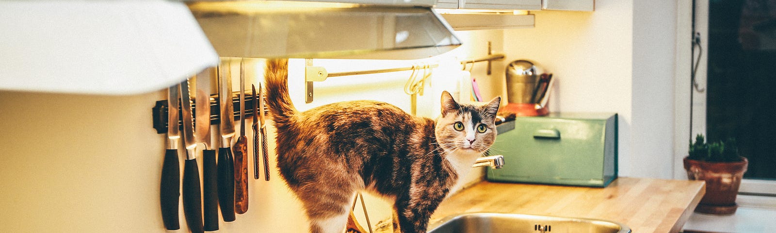 Tabby cat on top of the kitchen sink