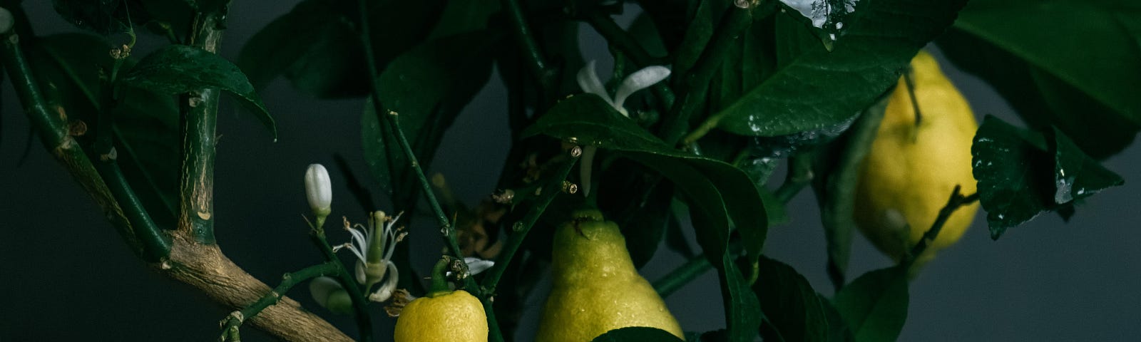 A thriving lemon tree flourishing in an unfamiliar setting, producing luscious ripe fruit surrounded by dew-kissed leaves adorning the branches.