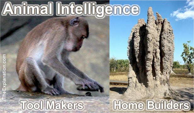 Animal Intelligence — How is it they show human-like capabilities such as Tool Making and Home Building?