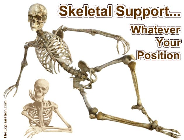 Your skeleton supports your body no matter what position you take. And some people can take weird positions!