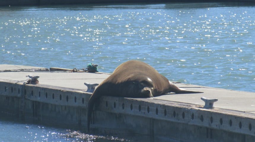 sea lion in San Francisco