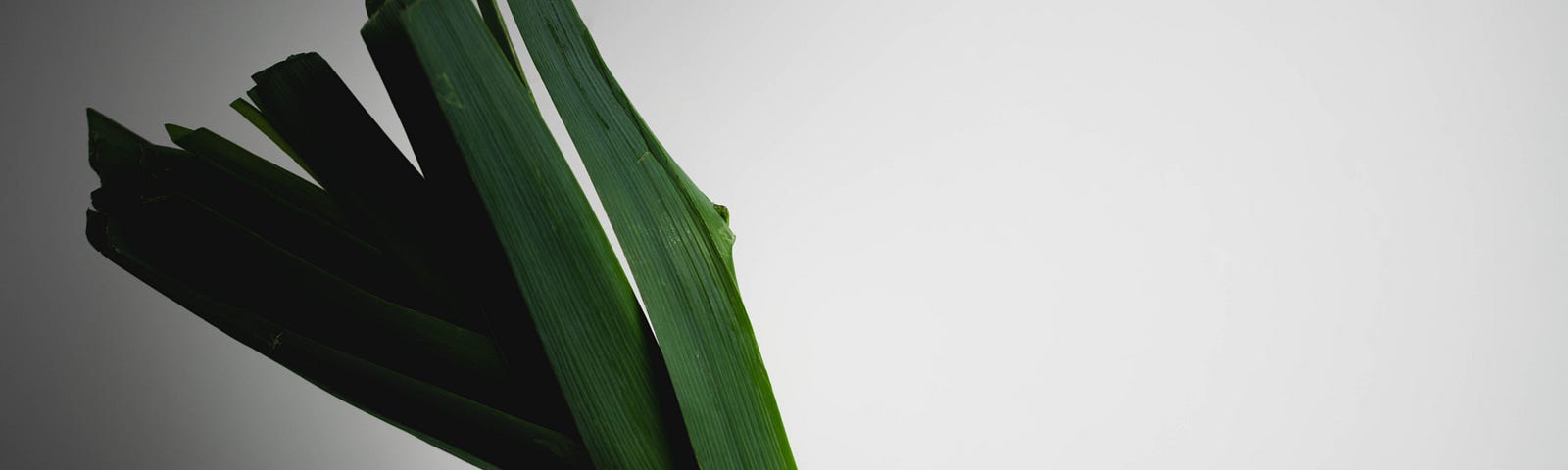 An image with a black bowl and leek standing upright in it. White background, white surface.