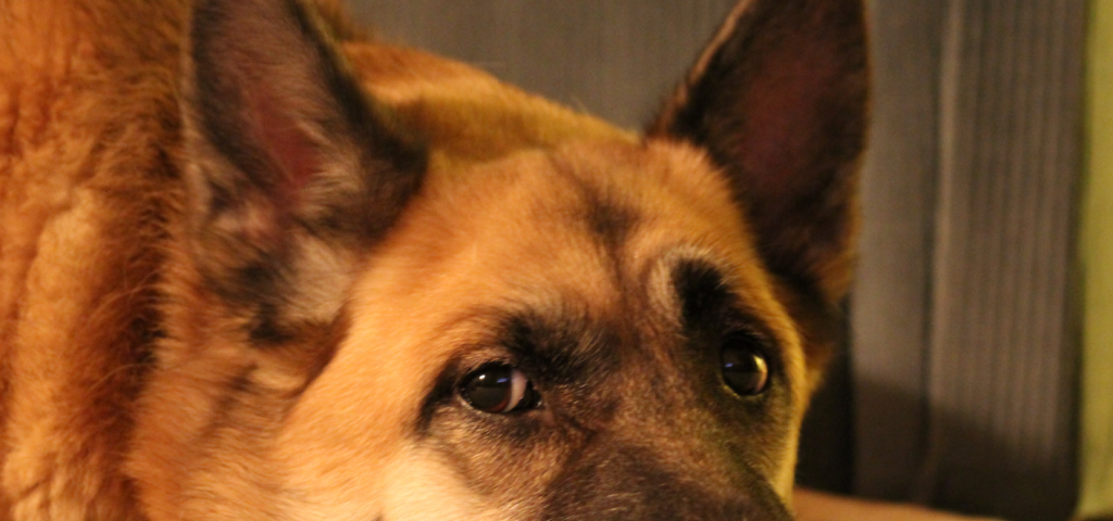 German Shepherd face, laying on the floor looking into the camera.