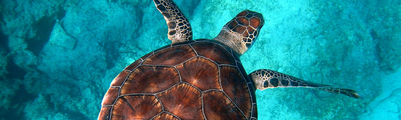 A turtle, seen from above, swimming in turquoise waters, above the rocky sea floor.