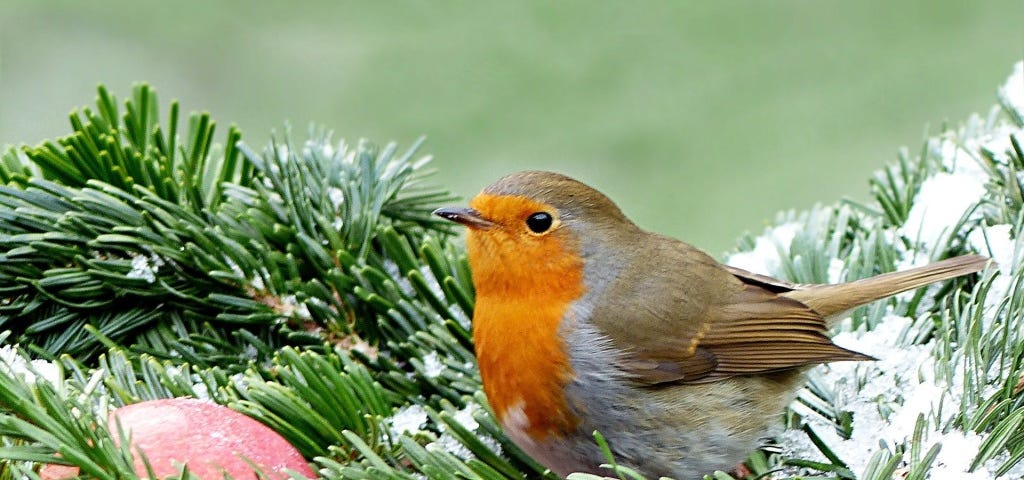 robin sitting in an evergreen tree with some snow on needles.