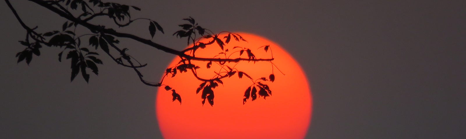 Red sun with branch