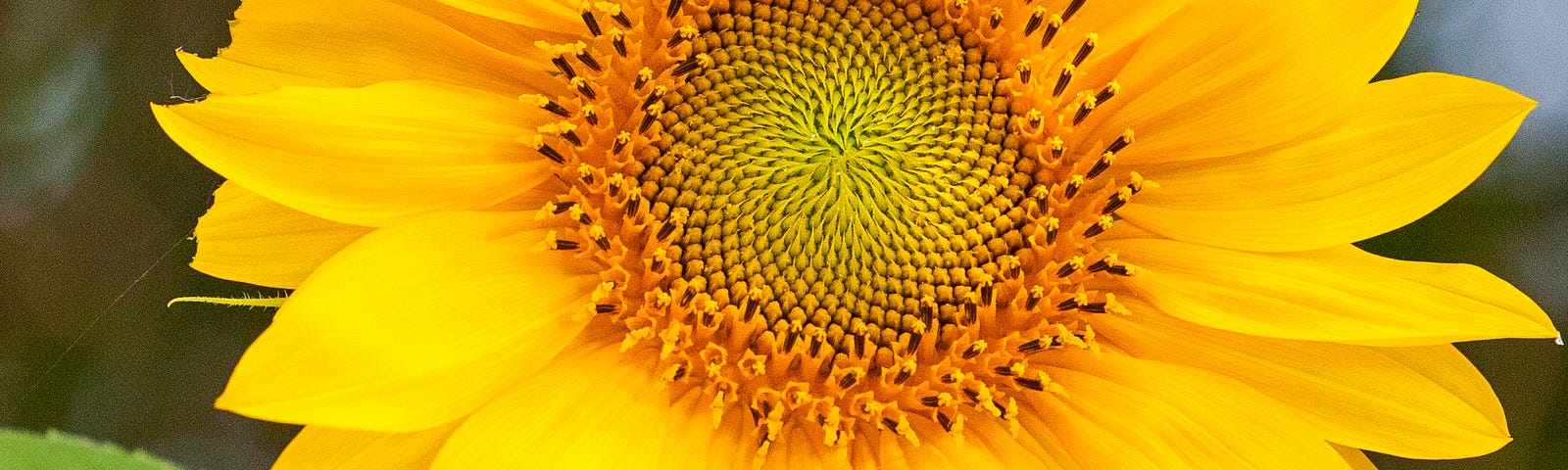 A sunflower in brilliant yellow.