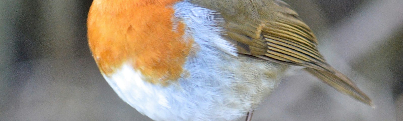 Photo of a red breasted robin on a branch.