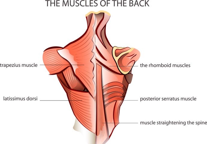 This is a drawing of the muscles of the back.