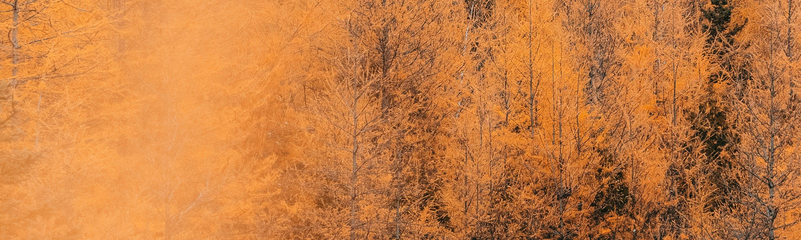 photo of the Larch tree in fall