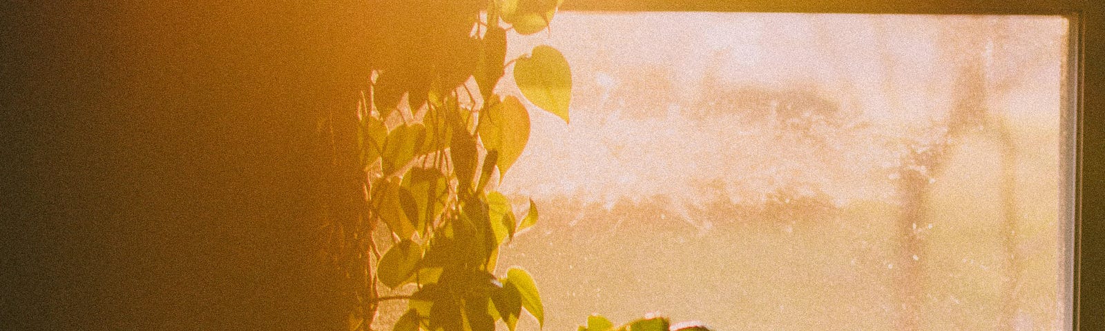 Sun streaming through a window onto houseplants