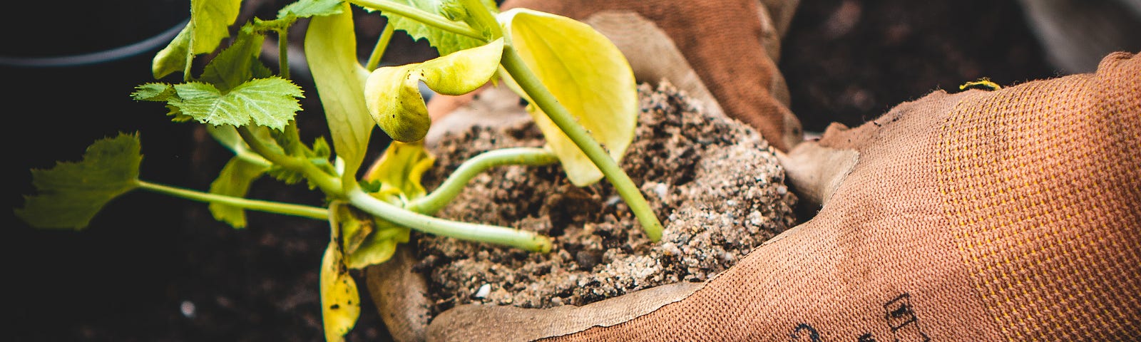 planting seedlings