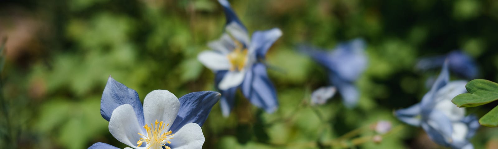 blue columbine flowers