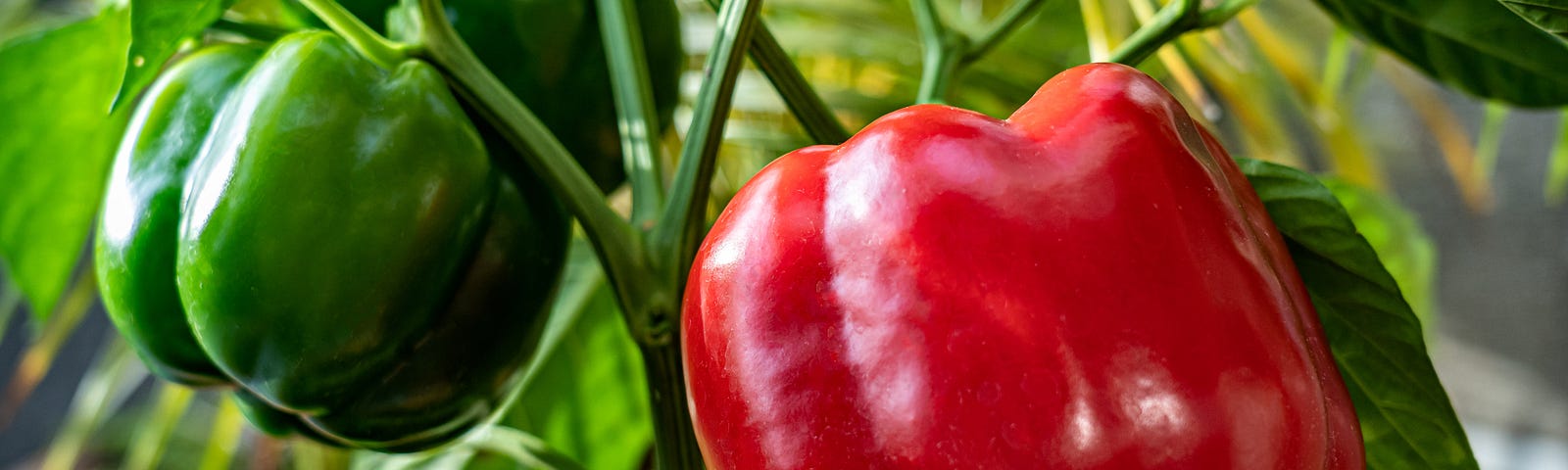 Learn all about growing bell peppers indoors.