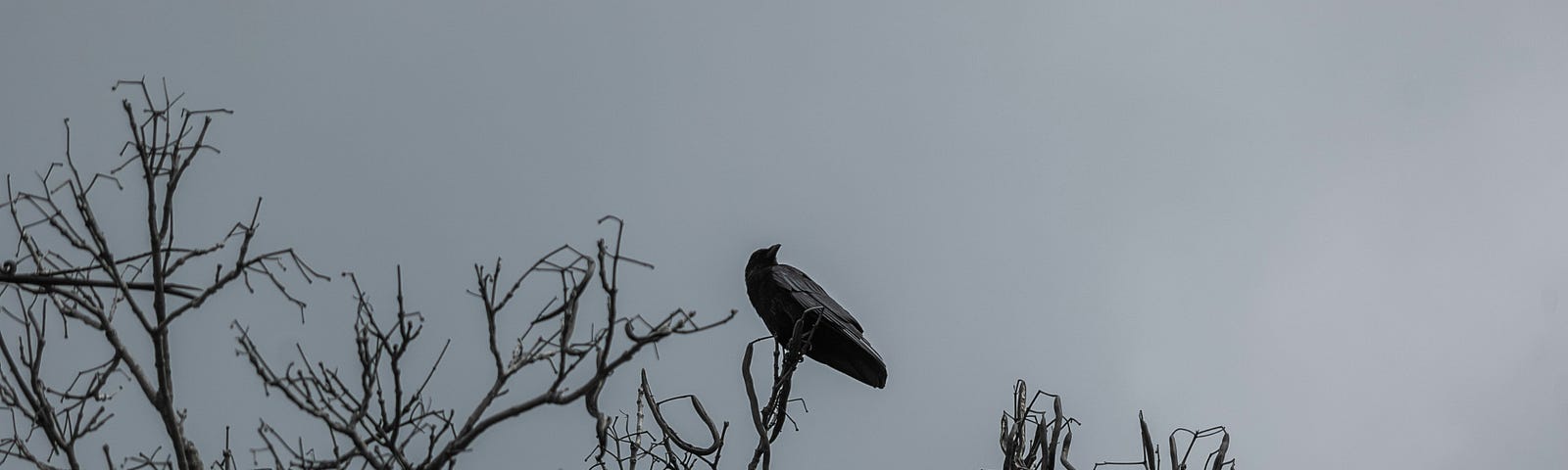 A raven perched on the branches of a bare tree against a grey sky