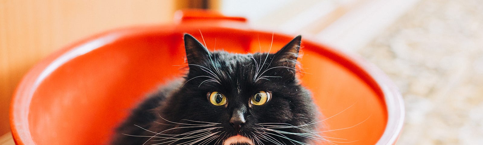 image shows a black and white cat sitting in an orange bucket