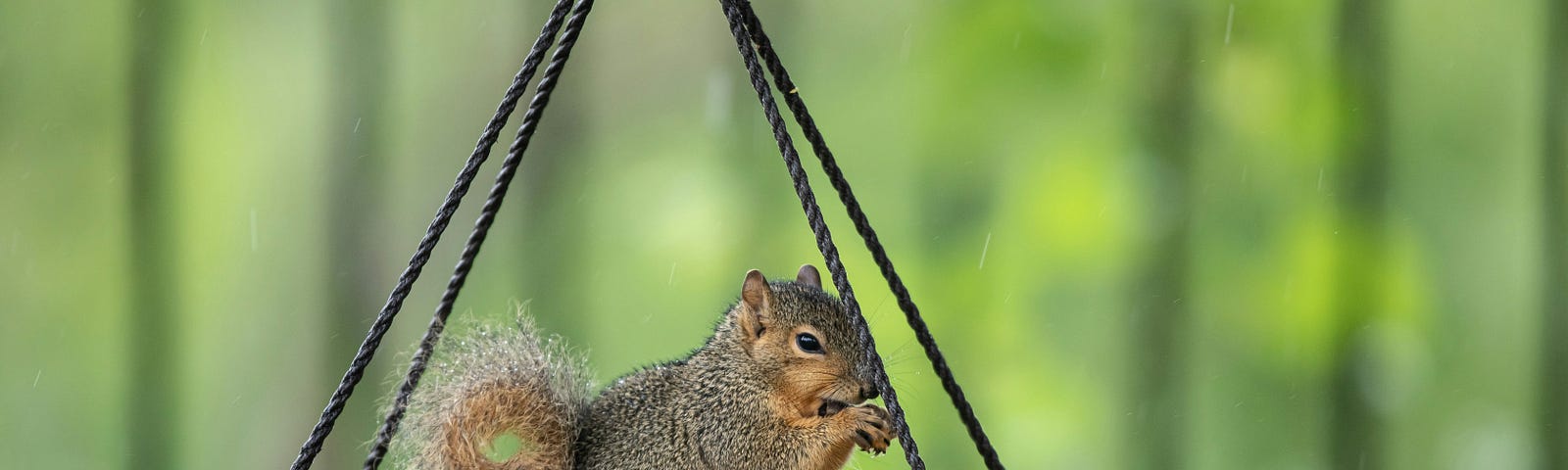 A squirrel sitting and eating bird seed in an open hanging feeder