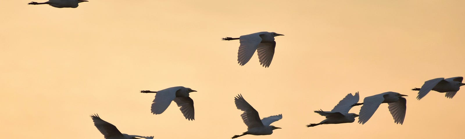 A flock of Egrets flying during dusk.