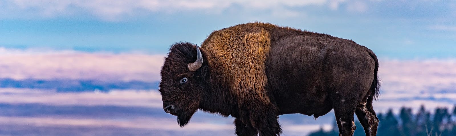 A bison bull stands atop a hill in Badlands National Park in South Dakota.