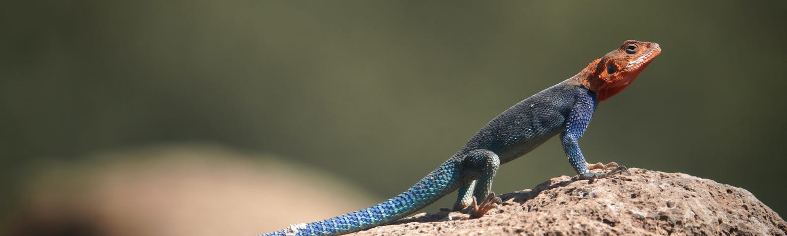 Profile of a lizard with a blue body and red head