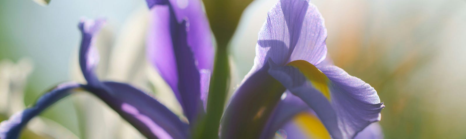 indigo iris in bloom