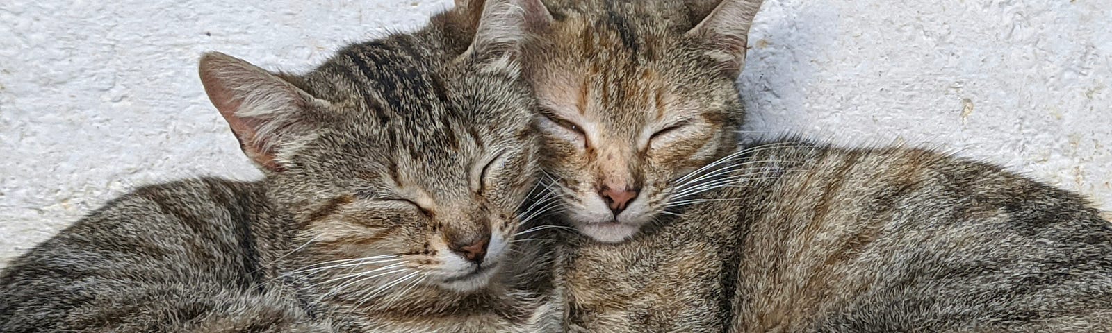 two cats leaning on each other