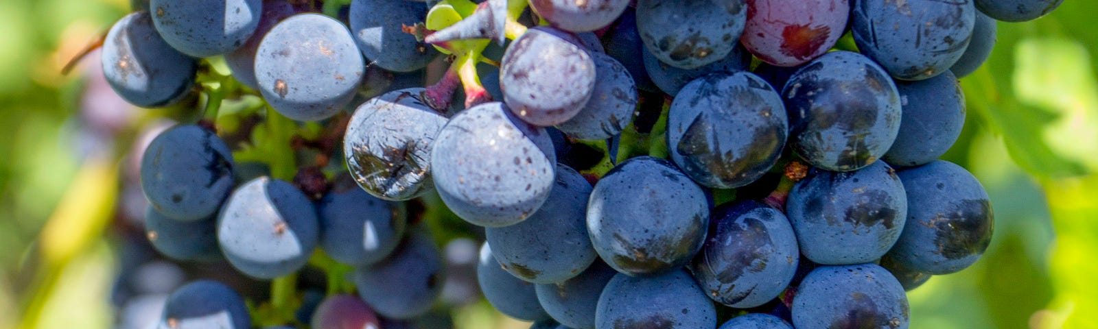 Grapes growing on a tree