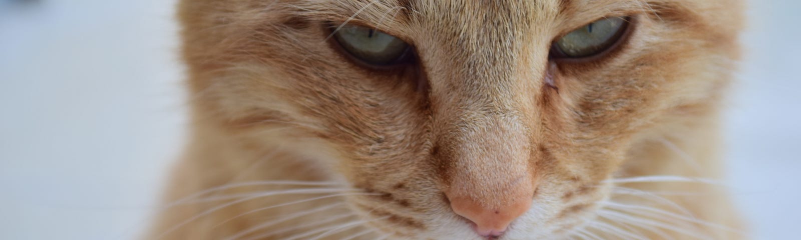 A close-up of an orange tabby with green eyes from the front. The cat has a closed mouth and narrowed, slanted eyes, giving it a cranky expression.