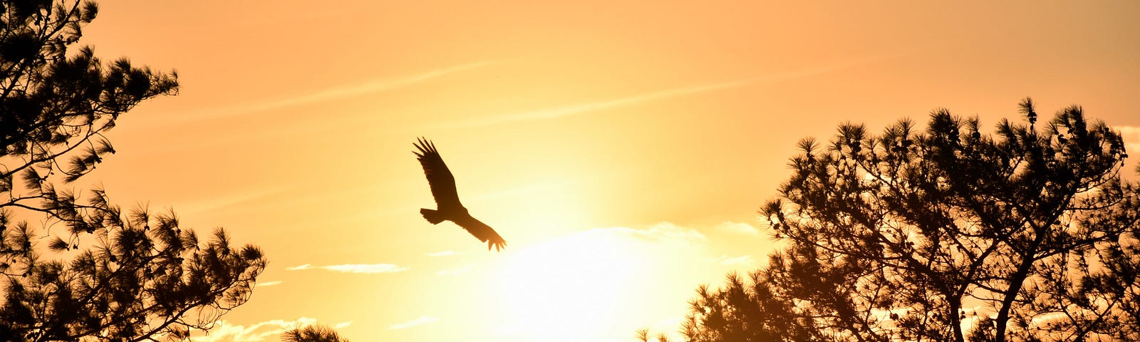 An eagle glides in a bright orange and yellow sky between the silhouette of two trees