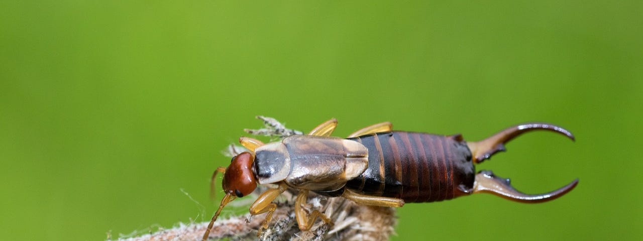 Close-up photo of an earwig perched atop a stem with a dried flower, against a blurred green background