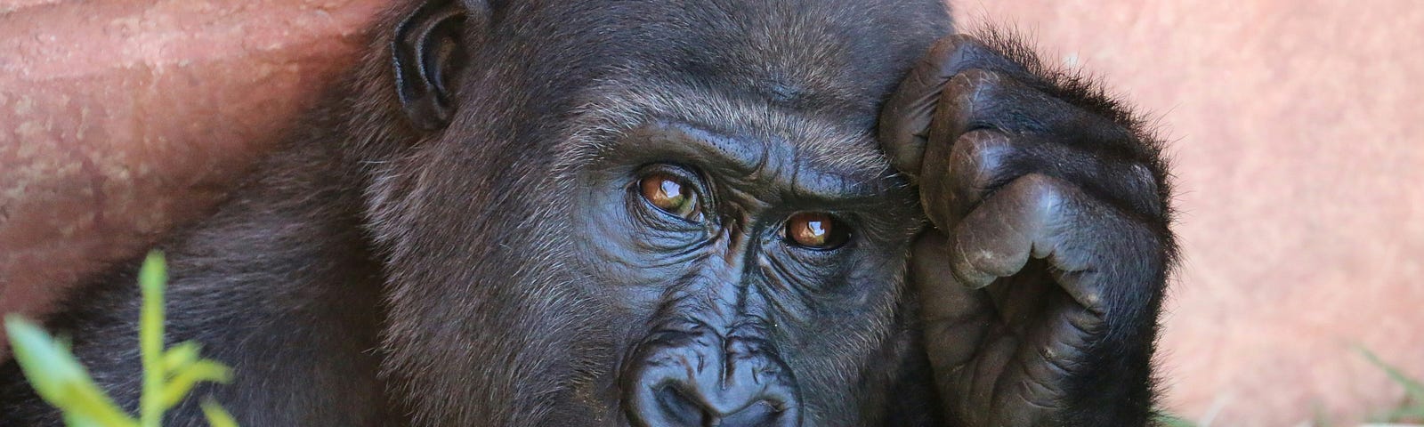 Chimpanzee in thinking pose. We are not what we think.