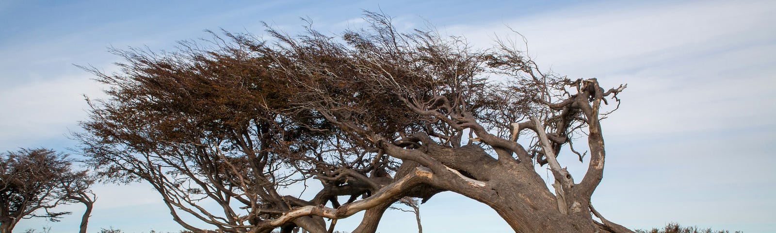 A windswept tree, bent but resilient, grows on moorland