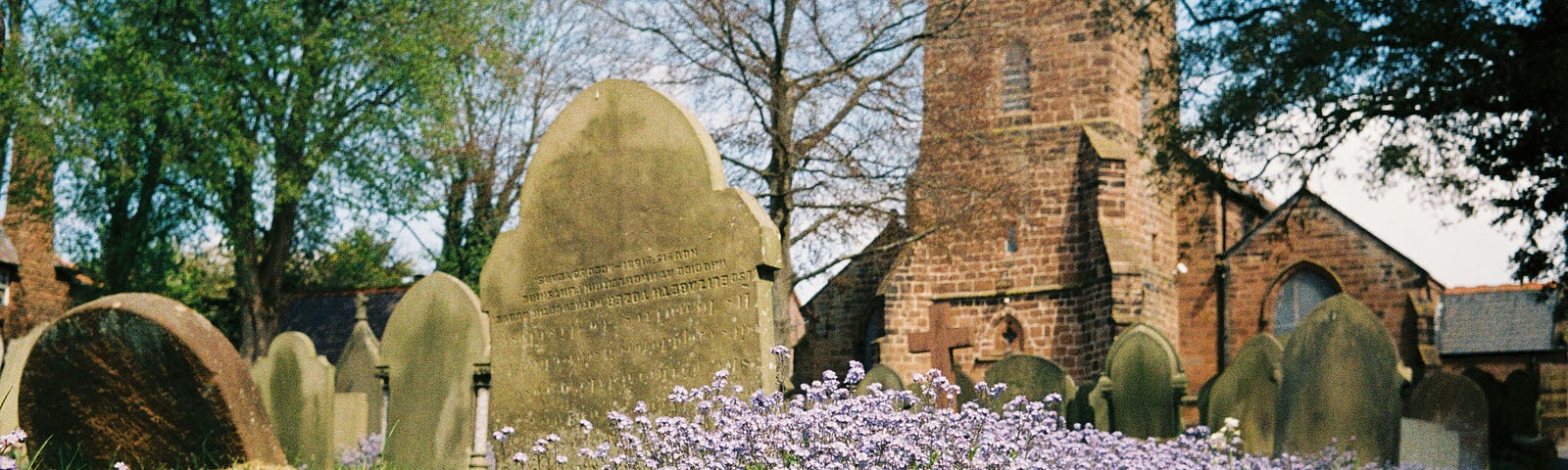 Cemetary with purple flowers in the foreground