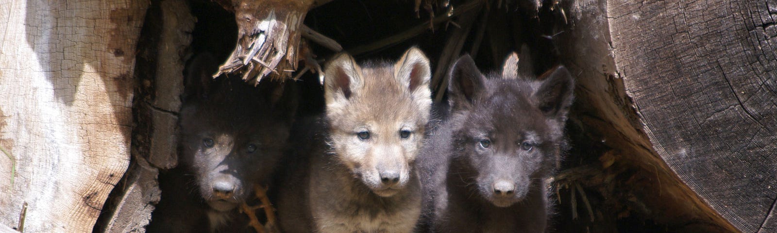 Wolf pups, Wenaha Pack 