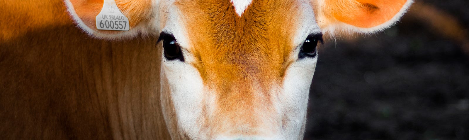 A cow, gazing into the camera