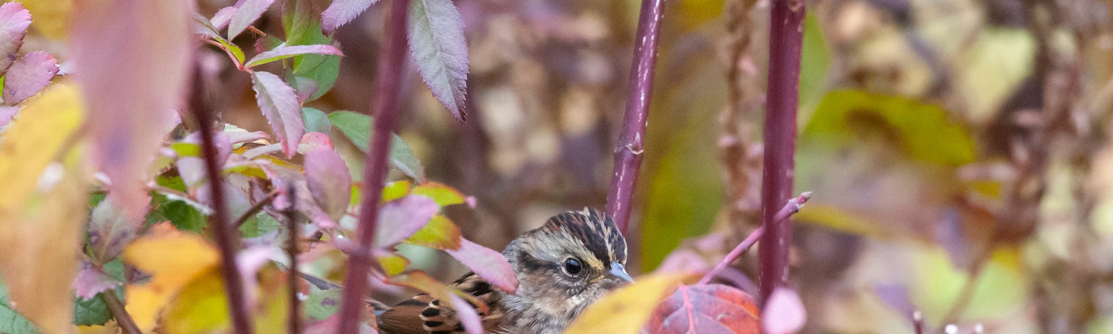 A little brown sparrow looking alert sitting in the scrub of red & yellow leaves.