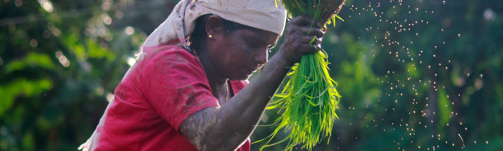 Dark-skinned woman in red, standing in bright sunlight, harvesting green shoots, lit up by light.