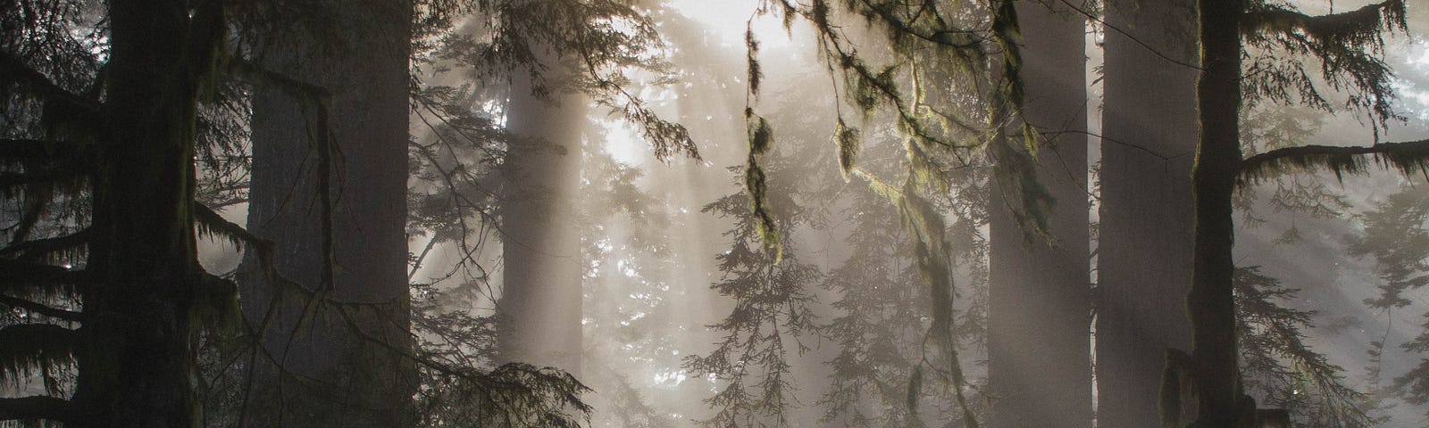 A misty forest scene, looking up at shafts of sunlight piercing through tree branches. From the point of view of the shadowed area under the canopy, so the trees look like silhouettes.