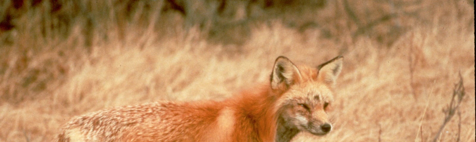 Sierra Nevada red fox walking through grass 