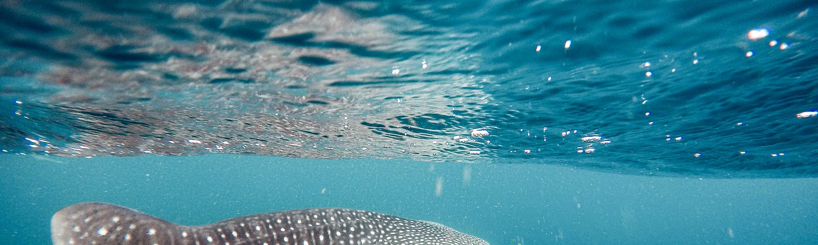 whaleshark