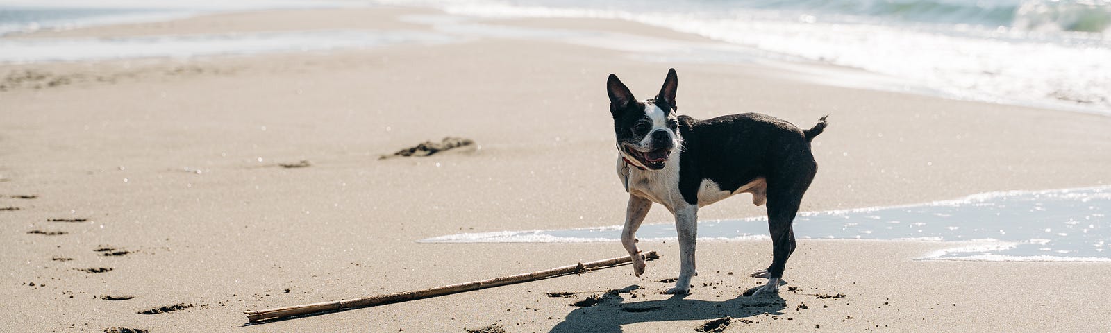 Boston terrier, panting, is on a beach with a view of the water in the background.