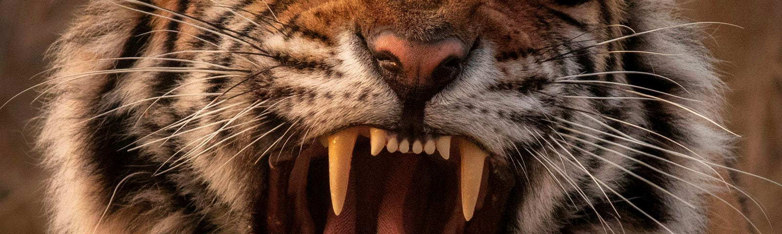 A fierce tiger bares their teeth and showcases a large tongue.