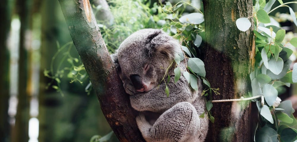 Sleeping koala (Psalm 4:8)